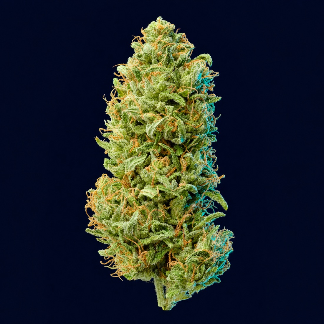 Cannabisblüten 18/1, Makroaufnahme